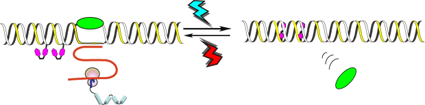 図2 光応答性プロモーターによる転写反応の可逆的光スイッチング