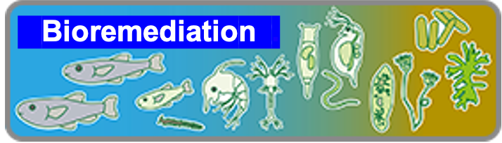 Wastewater Treatment / Bioremediation