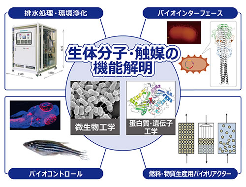 生体分子・触媒の機能解明