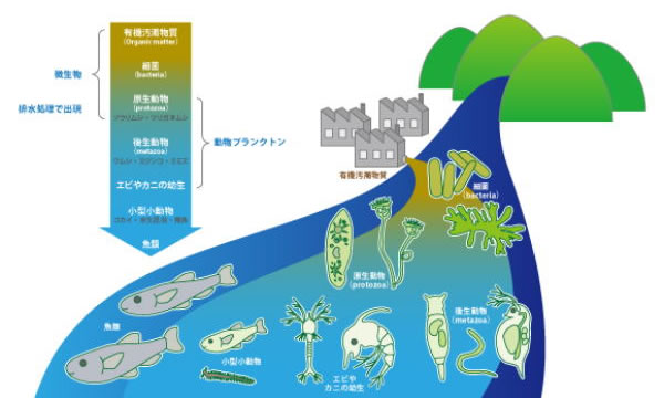 排水処理・環境浄化 | 研究テーマ | 研究紹介 | 名古屋大学 堀研究室 