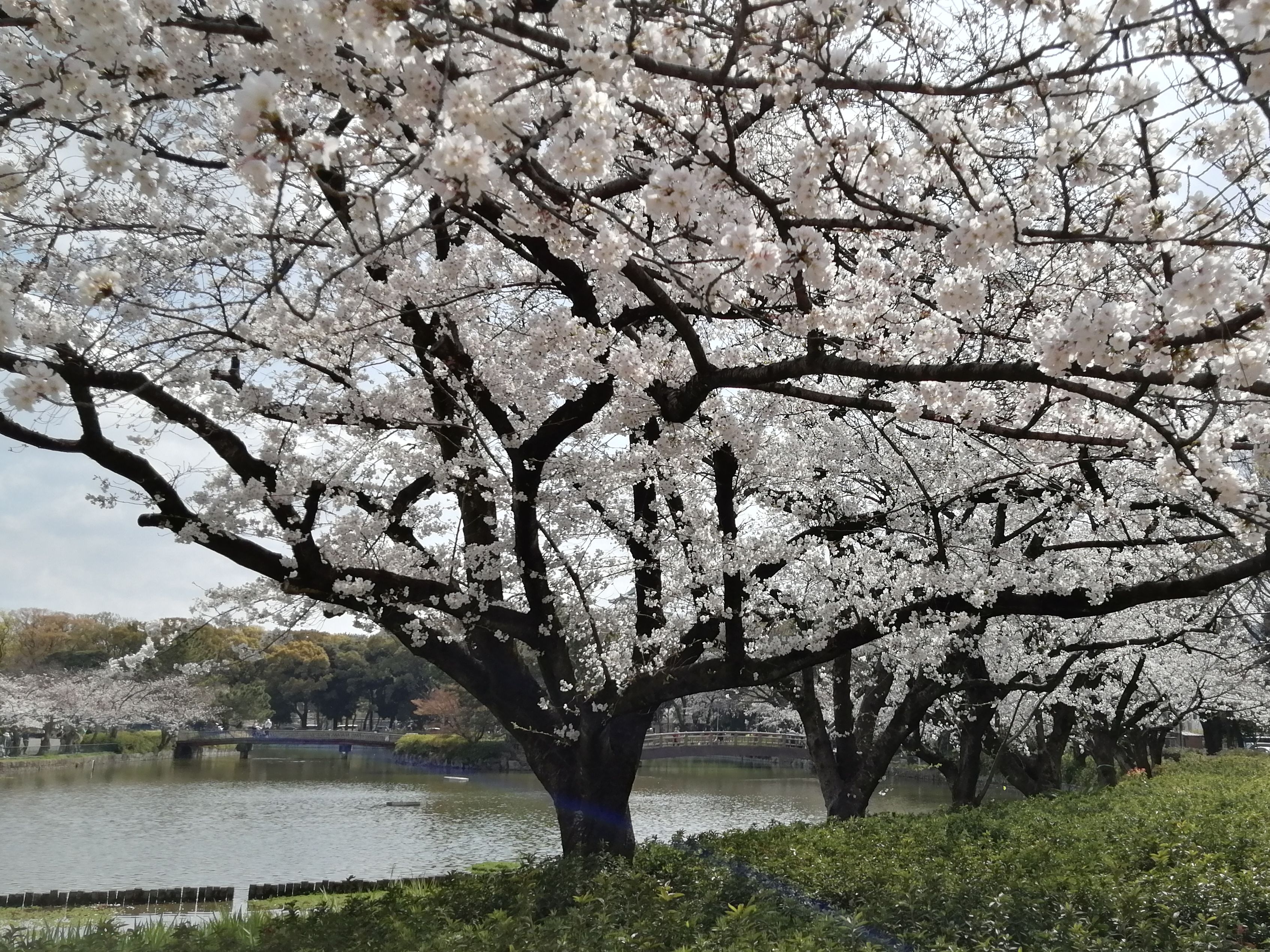 2021-Hanami-4