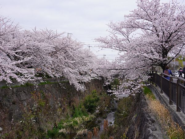 2022-Hanami-3