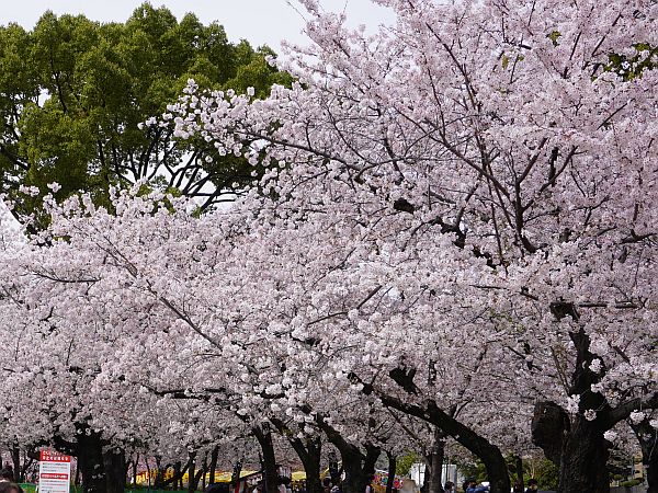 鶴舞公園 2022-Hanami-6