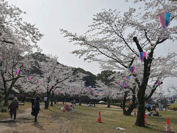 2026-Hanami-1