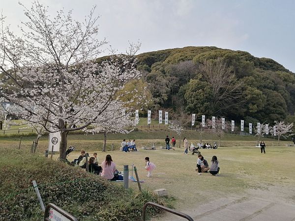 2026-Hanami-2
