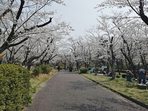 2026-Hanami-3