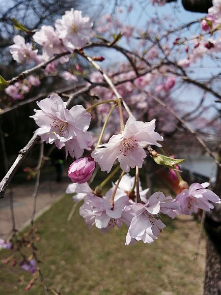 2026-Hanami-4